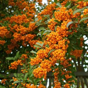 Tűztövis (Pyracantha coccinea 'Orange Charmer')