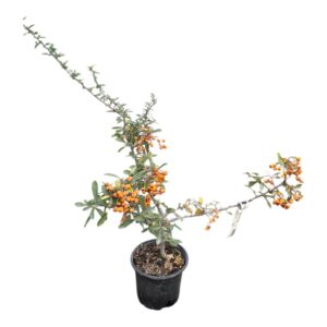 Tűztövis (Pyracantha hybrida 'Orange Glow')