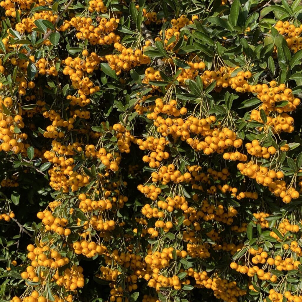 Tűztövis (Pyracantha hybrida 'Orange Glow')
