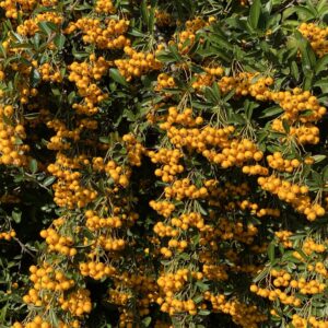 Tűztövis (Pyracantha hybrida 'Orange Glow')