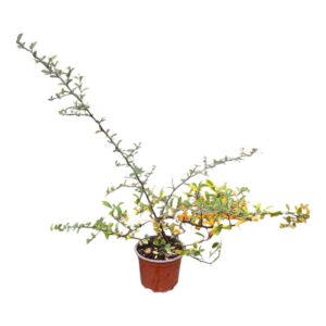 Tűztövis (Pyracantha hybrida 'Soleil D'or')