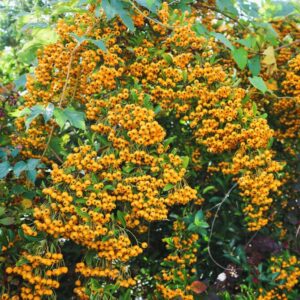 Tűztövis (Pyracantha hybrida 'Soleil D'or')