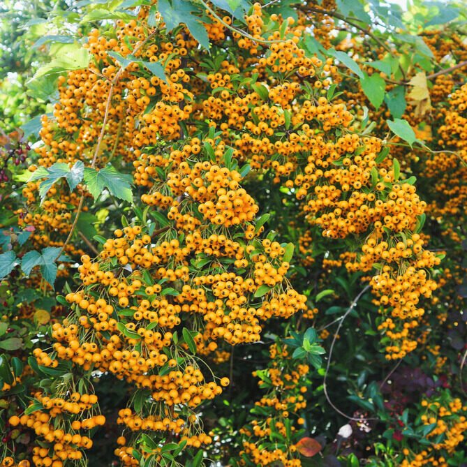 Tűztövis (Pyracantha hybrida 'Soleil D'or')