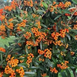 Tűztövis (Pyracantha 'Navaho')