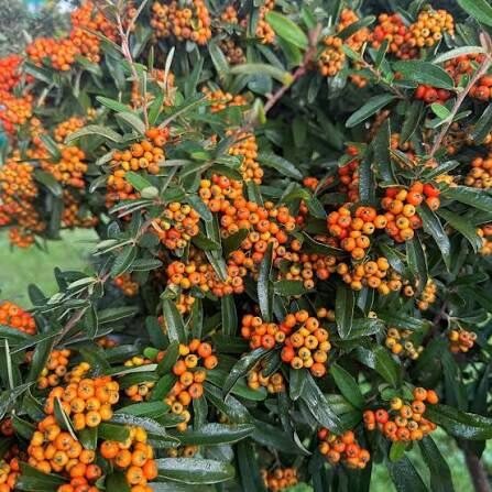 Tűztövis (Pyracantha 'Navaho')