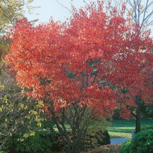 Tűzvörös juhar (Acer ginnala)