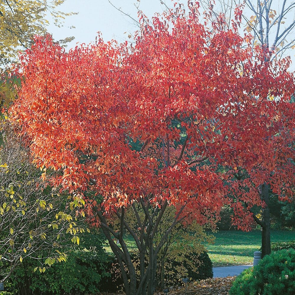Tűzvörös juhar (Acer ginnala)