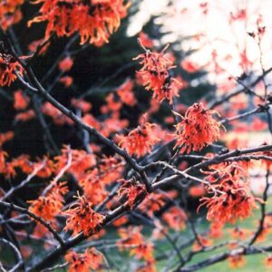 Varázsmogyoró (Hamamelis intermedia 'Diane')