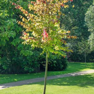 Vasfa (Parrotia persica 'Cherry Tips')