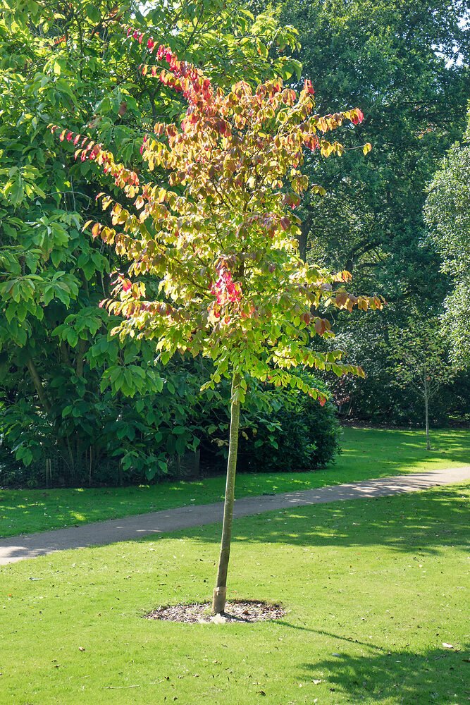 Vasfa (Parrotia persica 'Cherry Tips')