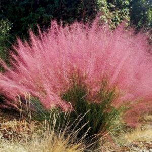 Vattacukorfű (Muhlenbergia capillaris)