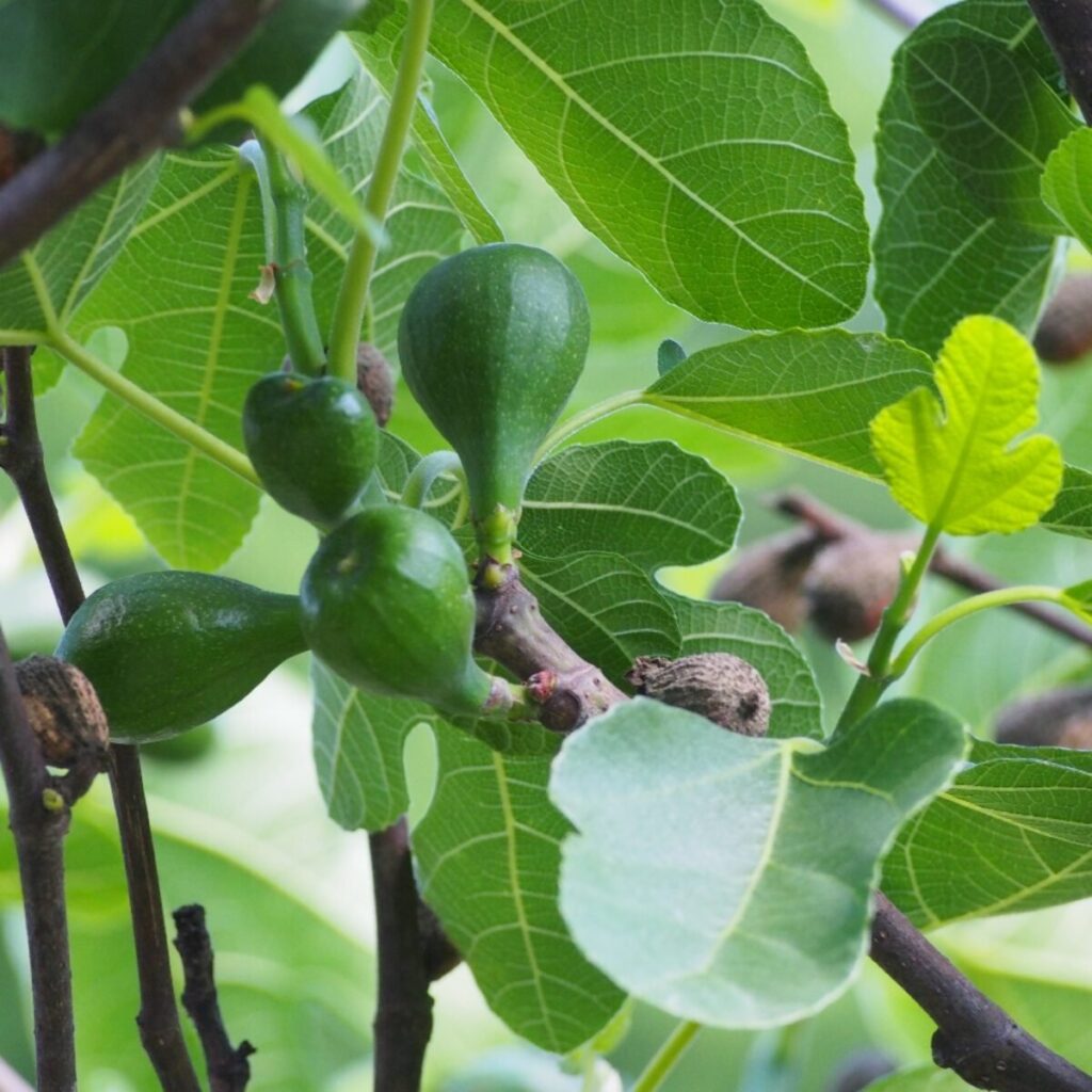 Verdino füge (Ficus carica 'Verdino')