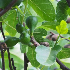 Verdino füge (Ficus carica 'Verdino')