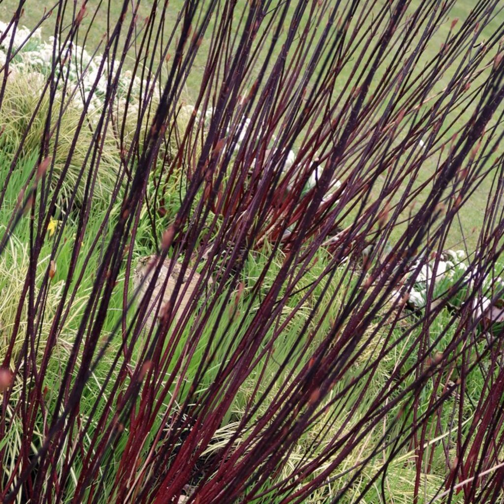 Veresgyűrű som (Cornus alba 'Kesselringii')