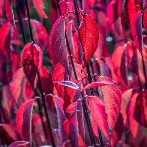 Veresgyűrű som (Cornus alba 'Kesselringii')
