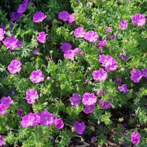 Vérmályva gólyaorr (Geranium sanguineum 'Pink Pouffe')