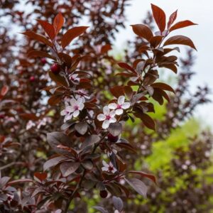 Vérszilva (Prunus cerasifera 'Nigra')