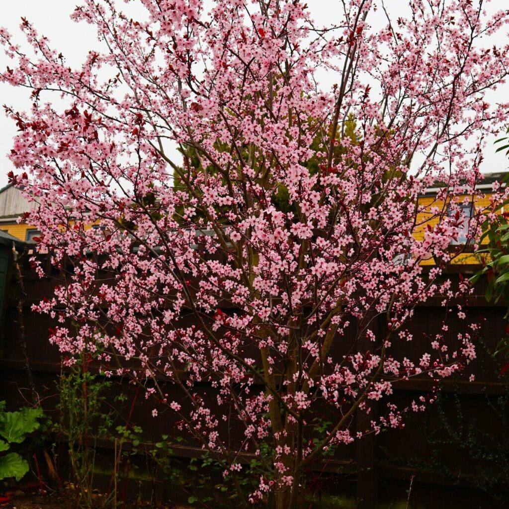 Vérszilva (Prunus cerasifera 'Nigra')