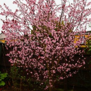 Vérszilva (Prunus cerasifera 'Nigra')