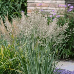 Vesszős köles (Panicum virgatum 'Heavy Metal')