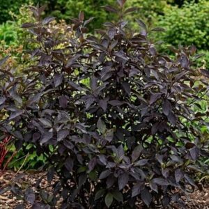 Vesszős som (Cornus alba 'Nightfall')