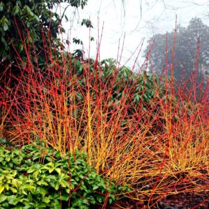 Vesszős som (Cornus sanguinea 'Winter Beauty')