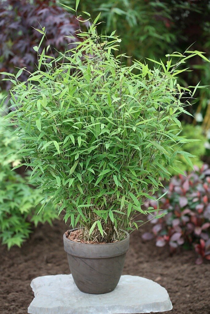 Világoszöld ernyős bambusz (Fargesia murielae 'Light Green')