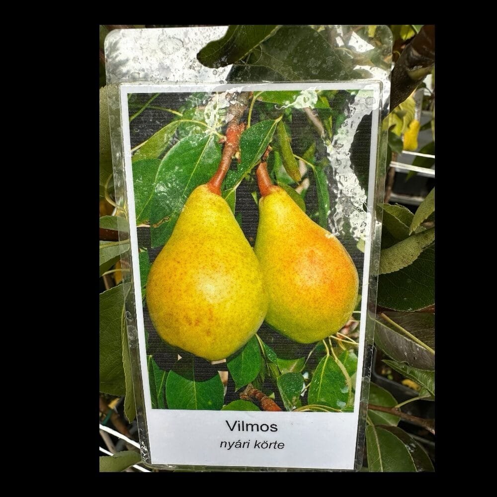 Vilmos körte (Pyrus communis 'Vilmos')
