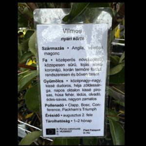 Vilmos körte (Pyrus communis 'Vilmos')