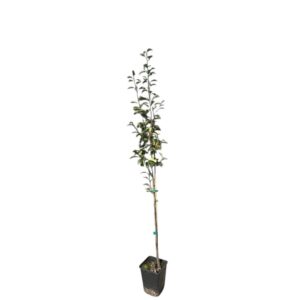 Vilmos körte (Pyrus communis 'Vilmos')