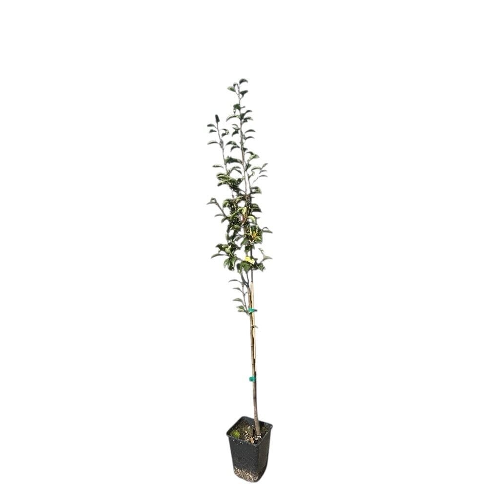Vilmos körte (Pyrus communis 'Vilmos')