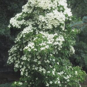 Virágos som (Cornus angustata 'Empress of China')