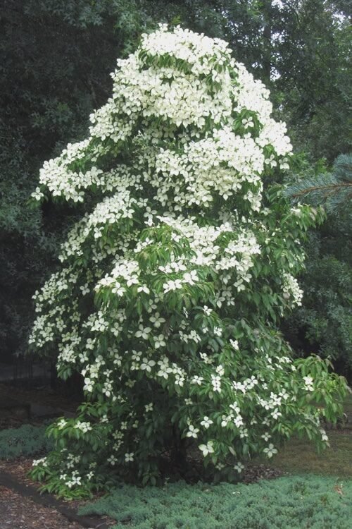 Virágos som (Cornus angustata 'Empress of China')