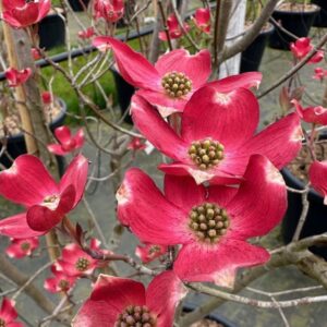 Virágos som (Cornus florida 'Red Giant')