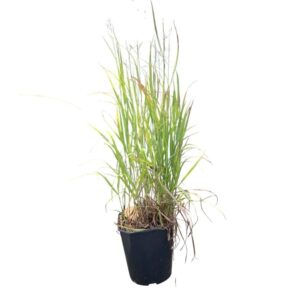Vörös borjúpázsit (Panicum 'Sangria')