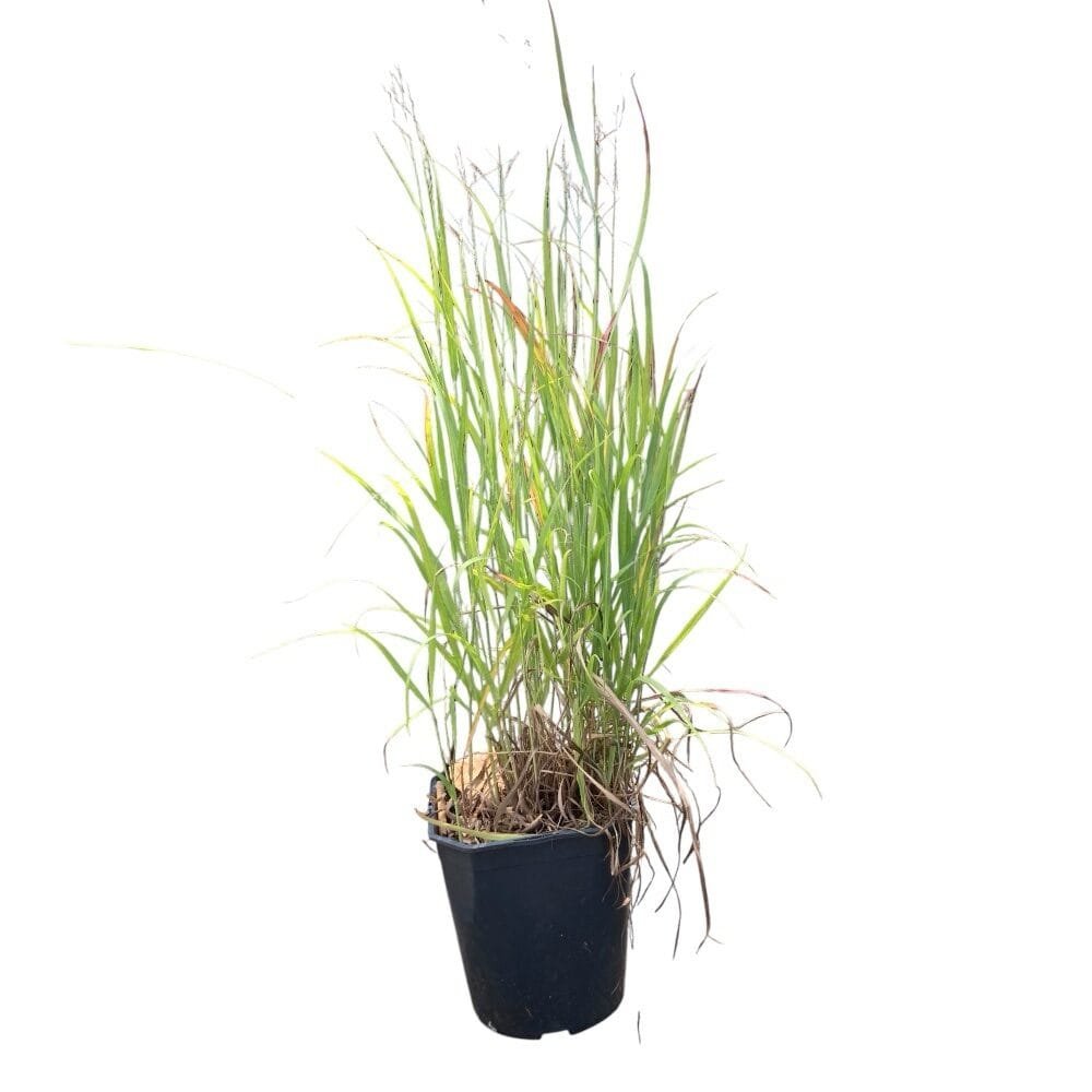 Vörös borjúpázsit (Panicum 'Sangria')
