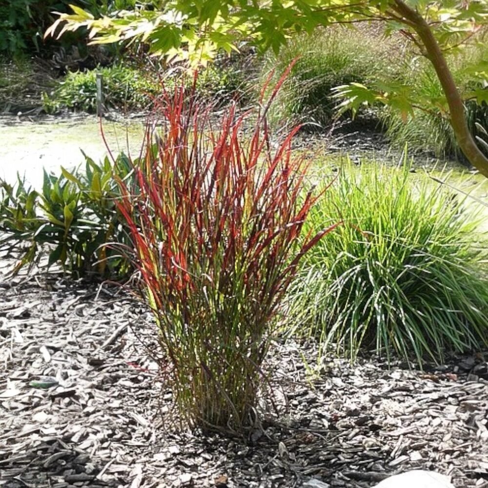 Vörös borjúpázsit (Panicum 'Sangria')