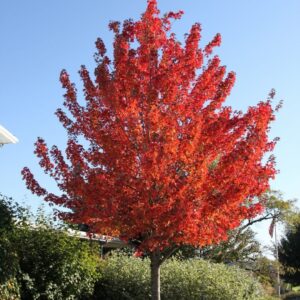 Vörös juhar (Acer rubrum)