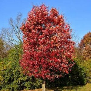 Vörös juhar (Acer rubrum 'Autumn Flame')