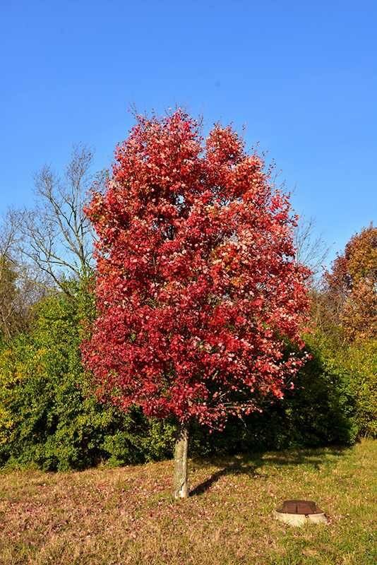 Vörös juhar (Acer rubrum 'Autumn Flame')