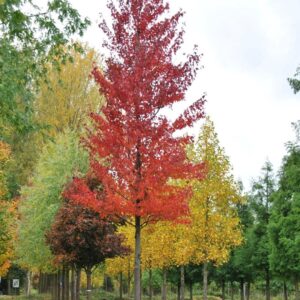 Vörös juhar (Acer rubrum 'Morgan')