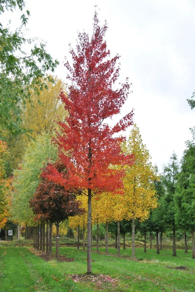 Vörös juhar (Acer rubrum 'Morgan')