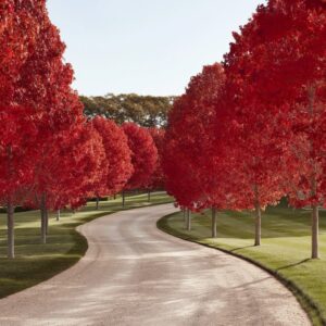 Vörös juhar (Acer rubrum 'October Glory')