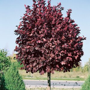 Vörös levelű amerikai cseresznye (Prunus virginiana 'Schubert')