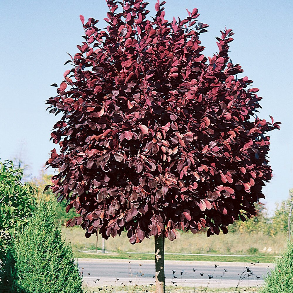 Vörös levelű amerikai cseresznye (Prunus virginiana 'Schubert')