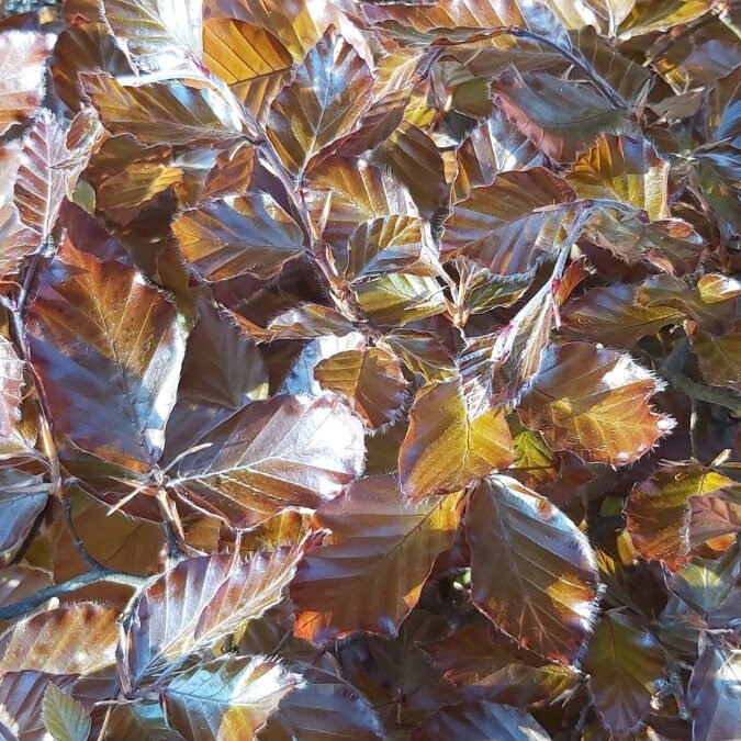 Vörös levelű bükk (Fagus sylvatica 'Purpurea Major')