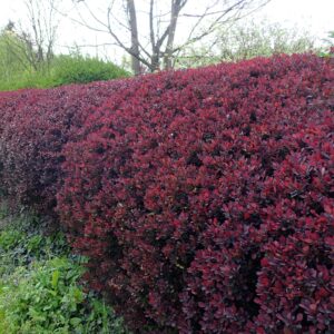 Vörös levelű japán borbolya (Berberis thunbergii 'Atropurpurea')