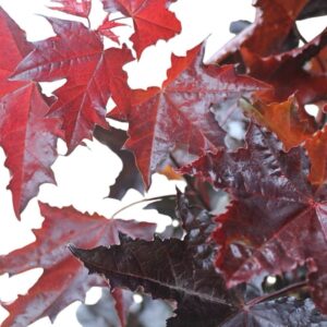 Vörös levelű juhar (Acer platanoides 'Crimson King')