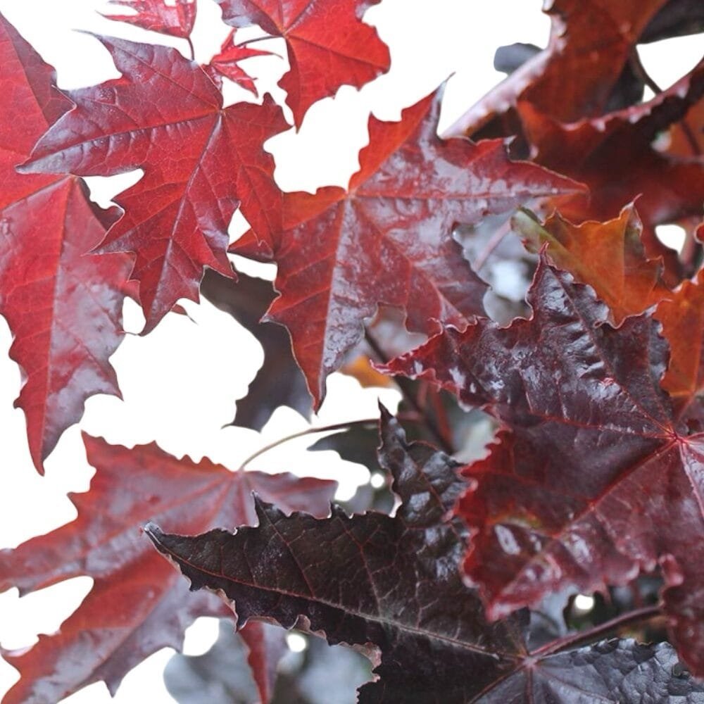 Vörös levelű juhar (Acer platanoides 'Crimson King')