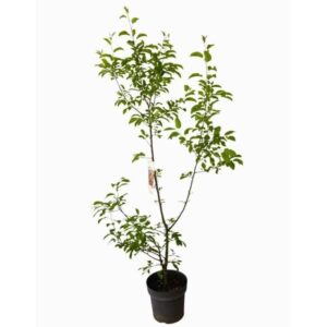 Vörös oszlopos díszalma (Malus 'Red Sentinel')